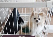 おしゃべりな犬さんに「散歩いく？」と聞いてみたら、可愛いお返事をしてくれたよ！