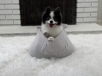 「見てみて！ 新しい芸覚えたよ！」 なんでもこなしちゃう可愛い犬さん