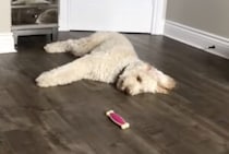 「オモチャも飽きてきたな〜。」ヒマを持て余す犬さん。