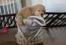 「いつもの毛布みっけ！」子犬のお気に入りを洗濯しようとしたら…