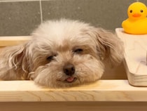 泡風呂でウトウト… お風呂上がりまで可愛い犬さん