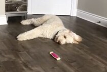 「オモチャも飽きてきたな〜。」ヒマを持て余す犬さん。