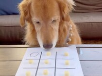 早く負けた方が得!? ○×ゲームでご褒美総取りを狙う賢い犬さん