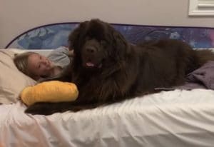 一緒にお昼寝、抱き枕みたいに寄り添う犬さんのほっこりシーン