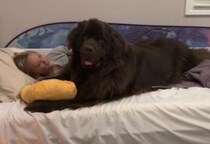 一緒にお昼寝、抱き枕みたいに寄り添う犬さんのほっこりシーン