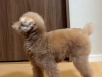 飼い主のあとをトコトコ行進！ ついて行く姿が可愛すぎるトイプーさんたち