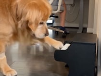 音とおやつでやる気全開、ピアノを弾けるようになった犬さんの努力