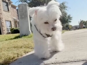 「ゆっくり行こうね」歩きたい気持ちに寄り添う、15歳のシニア犬との優しいお散歩風景