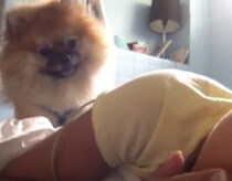 二度寝を許さない…！ 朝になると全力で起こしにくる犬さん