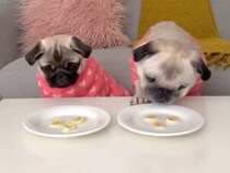 目の前のおやつにまっしぐら！ パグさんたちの対照的な反応が可愛い