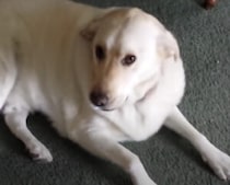 「なにも隠してないワン」愛犬が突然静かになった理由が笑える