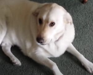 「なにも隠してないワン」愛犬が突然静かになった理由が笑える