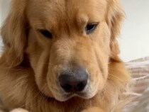12時間寝てもまだ眠い？ 犬さんが「疲れている理由」が可愛すぎる！
