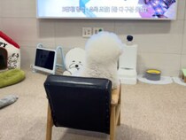 テレビ前の特等席でじっと鑑賞、自分の動画に夢中になる犬さんが可愛い♡