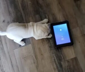 パパー!アラーム鳴ってるよ!音を聞くと大騒ぎする子犬さん