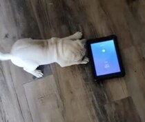 パパー！アラーム鳴ってるよ！音を聞くと大騒ぎする子犬さん