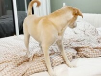 シーツの下で動く怪しいヤツに大興奮！ 正体が分かった途端に笑顔になる犬さん