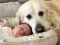 子守中かな？ 赤ちゃんにぴったり寄り添う、優しい犬さんのほのぼの時間