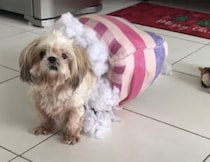 ベッドを着用して歩いてる!? 派手にイタズラした犬さん