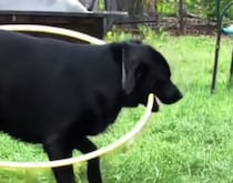 フラフープで遊ぼうとジタバタする犬。上手くいかないけど… 楽しそう♪