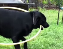 フラフープで遊ぼうとジタバタする犬。上手くいかないけど… 楽しそう♪