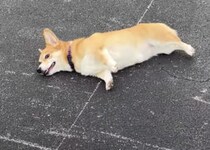 「ぽてっ！電池が切れたワン」 演技がお上手な犬さん