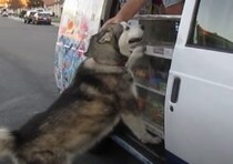 大好きなアイスクリーム屋さんが来た！喜び方が可愛い犬さん