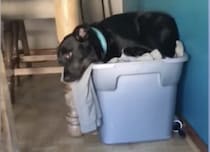 「パパはどこに行ったの？」残っていた飼い主の洋服にスリスリする犬