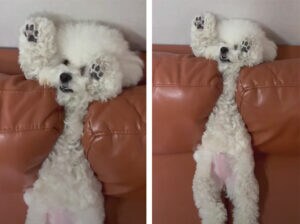 犬さんのお昼寝している姿がすごすぎて二度見しちゃった！