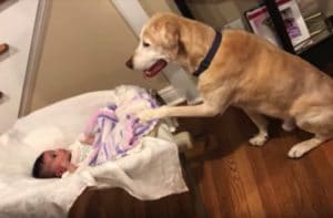 ゆりかごユラユラ。赤ちゃんのために揺らし続けてあげる犬さんが優しい！