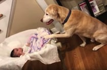 ゆりかごユラユラ。赤ちゃんのために揺らし続けてあげる犬さんが優しい！