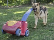 ぶい〜ん♪ 気分は芝刈り機？ 楽しそうに走り回るシェパードさん
