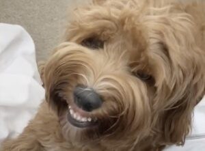 「イヒヒッ!何もしてないよ〜」笑ってイタズラをごまかす犬さん