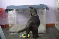 犬「最近ちょっと寒くなったよねー！」自分で寒さ対策を開始！