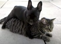 「猫さんどこにも行かないで！」ちょっとしつこい子犬さん。