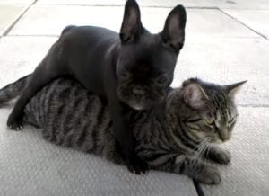 「猫さんどこにも行かないで！」ちょっとしつこい子犬さん。