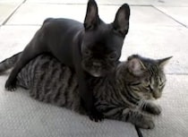 「猫さんどこにも行かないで！」ちょっとしつこい子犬さん。