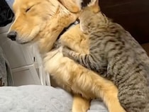 「じゃあ床で寝るもん…」ベッドを奪われて拗ねるゴールデンが可愛い