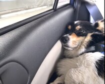 おでかけ楽しかったなぁ… 遊び足りなくって、ちょっぴり不満そうな犬。