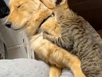 「じゃあ床で寝るもん…」ベッドを奪われて拗ねるゴールデンが可愛い