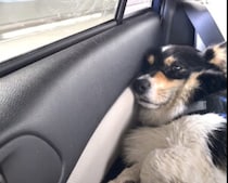 おでかけ楽しかったなぁ… 遊び足りなくって、ちょっぴり不満そうな犬。