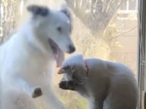 「猫ちゃん遊ぼ！」窓の外にいる自分に気づいて欲しくて、必死な犬さん