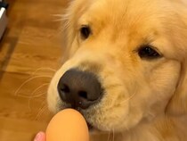 犬さんに卵を渡したらどうなる？ 即破壊かと思いきや→予想外の“母性モード”にほっこり♡