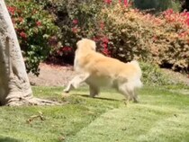 「飼い主どこ…？」姿が見えずキョロキョロ…、見つけた瞬間の喜びが可愛すぎる