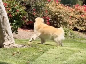 「飼い主どこ…？」姿が見えずキョロキョロ…、見つけた瞬間の喜びが可愛すぎる