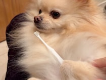 朝日で起床、ケアして筋トレして… 忙しい犬さんの1日の始まり！