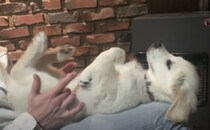 むむ？ 脚が勝手に動いちゃうよー！ 子犬と飼い主の遊びが可愛い