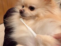 朝日で起床、ケアして筋トレして… 忙しい犬さんの1日の始まり！