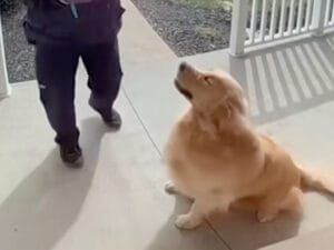 ゴールデンレトリバーが番犬になれない理由が可愛すぎ！ 見知らぬ人を全力でお出迎え