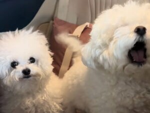 ご機嫌で歌う犬さんの尻尾が止まらない！ 後ろの子の反応にほっこり